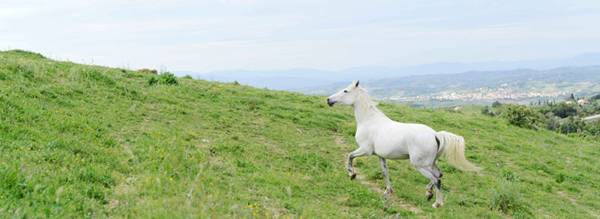 Pagine Vegan: Animali, il piacere di saperli felici