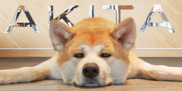 Aperitivo con il cane! Il primo lounge bar dog friendly