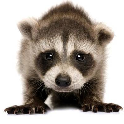 Pellicce: stop allevamenti