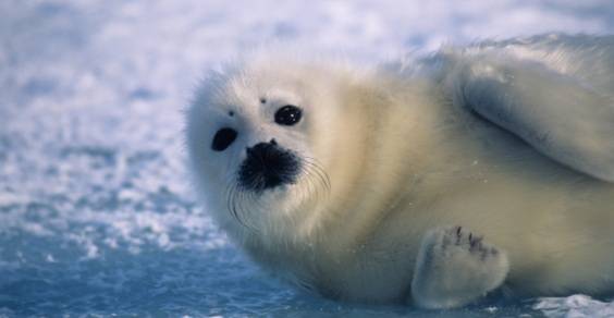 Caccia alle foche: il WTO conferma il divieto di vendere pellicce e carne di foca in UE