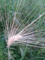 La mia esperienza veg