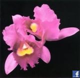 Cecilia Metella